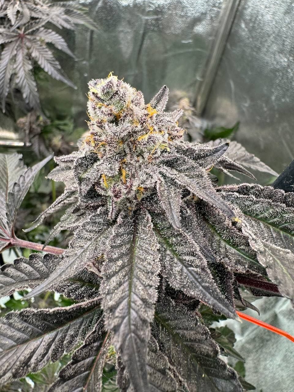 FAST BUDS - GARY SHERBET - PHOTO FEM - 5 PACK