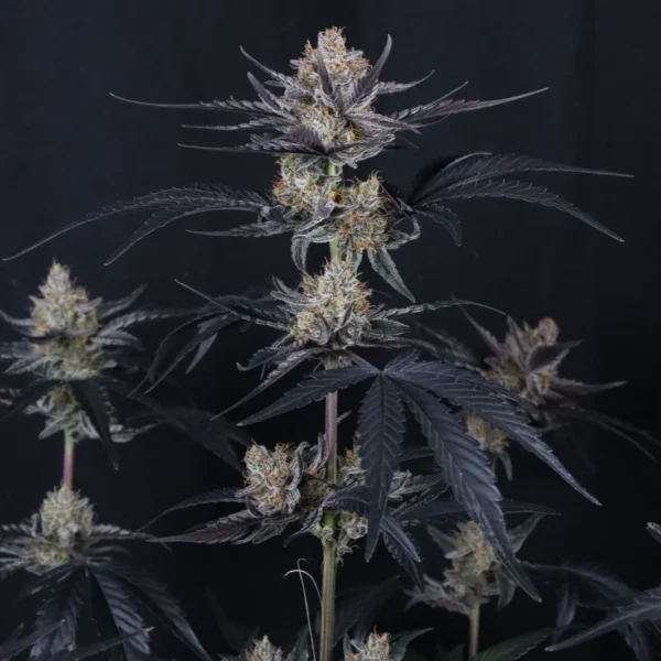 FAST BUDS – GUAVA RUNTZ AUTO – AUTO FEM – 3 PACK