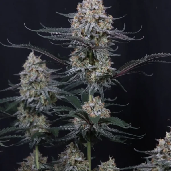 FAST BUDS – GUAVA SUNDAE AUTO – AUTO FEM – 3 PACK