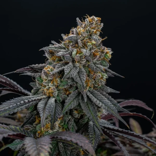 FAST BUDS – LEMON CHERRY RUNTZ – PHOTO FEM – 5 PACK