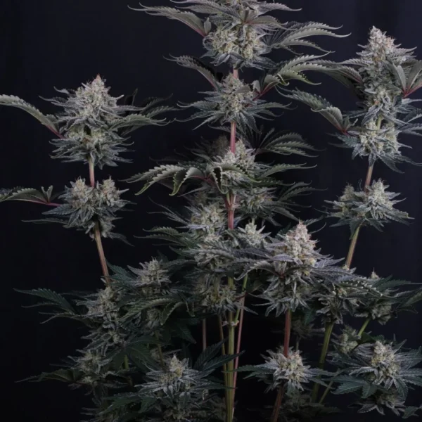 FAST BUDS – MENDO FROST AUTO – AUTO FEM – 3 PACK