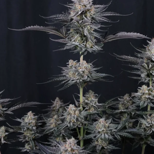 FAST BUDS – MENDO GUAVA AUTO – AUTO FEM – 3 PACK