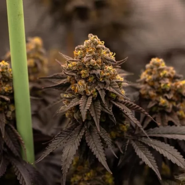 FAST BUDS – PAPAYTON – PHOTO FEM – 5 PACK