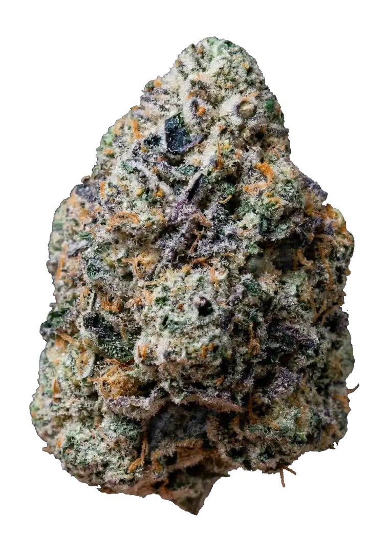 FAST BUDS - GARY SHERBET - PHOTO FEM - 5 PACK - Image 2