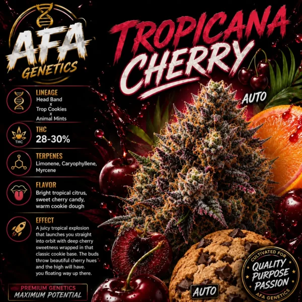 A.F.A. GENETICS – TROP CHERRY AUTO – AUTO FEM